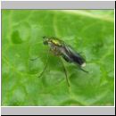 Poecilobothrus nobilitatus - Langbeinfliege m02.jpg